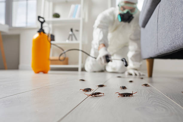 Post-Treatment Bed Bug Interceptor Monitoring in Lauderhill